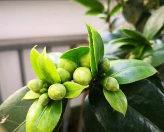养茶花什么程度浇水 掌握关键节奏才能花繁叶茂(图1)